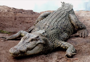 Teluk Sengat Crocodile Farm