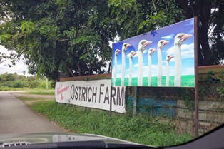 Ostrich Farm